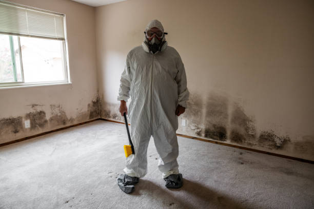 Best Post-Flood Mold Remediation in Broadview Heights, OH